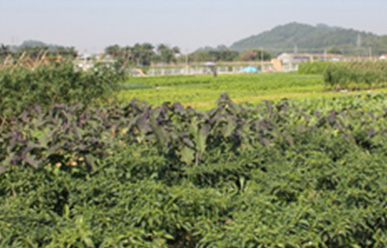 菜地難種、施肥低效、薊馬高發(fā)，咋辦？這里有高招！
