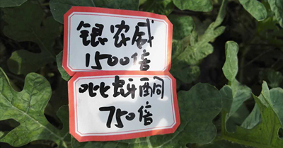 【探索】是什么讓黃蚜如此落??？