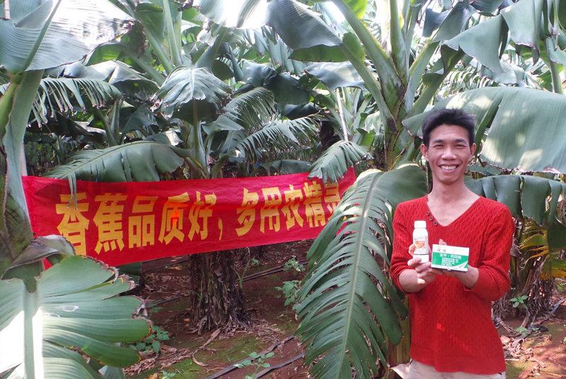 差距這么大， 是真的嗎？ 銀農(nóng)故事匯—香蕉篇