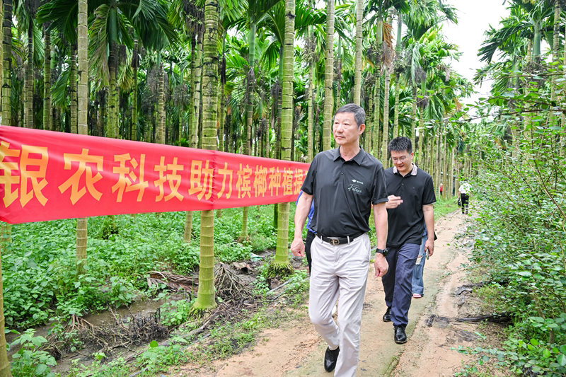 不斷創(chuàng)新納米農(nóng)藥，“銀農(nóng)三寶”助力檳榔提質(zhì)增收